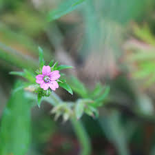 Attēlu rezultāti vaicājumam “Geranium dissectum leaf”