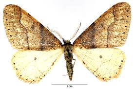 Attēlu rezultāti vaicājumam “Agriopis marginaria”