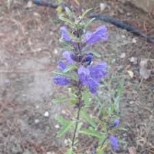 Attēlu rezultāti vaicājumam “Dracocephalum ruyschiana fruit”