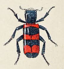 Attēlu rezultāti vaicājumam “Trichodes apiarius”