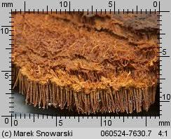 Attēlu rezultāti vaicājumam “Asterodon ferruginosus”
