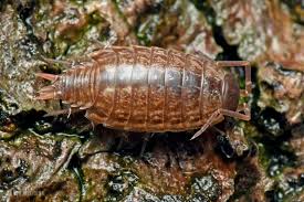 Attēlu rezultāti vaicājumam “Ligidium hypnorum”