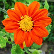 Image result for Tithonia rotundifolia