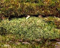 Attēlu rezultāti vaicājumam “Hypnum cupressiforme sporophyte”