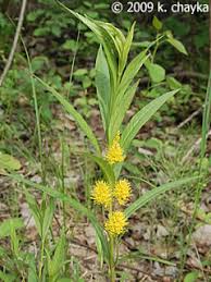 Attēlu rezultāti vaicājumam “Lysimachia thyrsiflora bud”