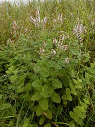 Attēlu rezultāti vaicājumam “Mentha x verticillata leaf”