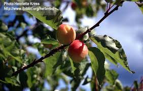 Attēlu rezultāti vaicājumam “Prunus armeniaca”