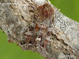 Attēlu rezultāti vaicājumam “Ceramica pisi”