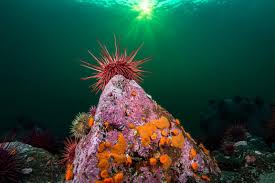 Image result for Mesocentrotus franciscanus