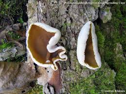 Attēlu rezultāti vaicājumam “Peziza repanda”