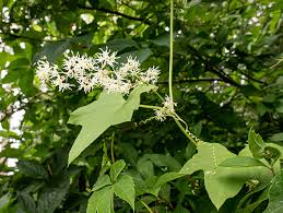 Attēlu rezultāti vaicājumam “Echinocystis lobata leaf”