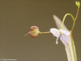 Attēlu rezultāti vaicājumam “Veronica scutellata leaf”
