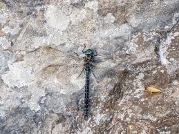 Attēlu rezultāti vaicājumam “Aeshna juncea”