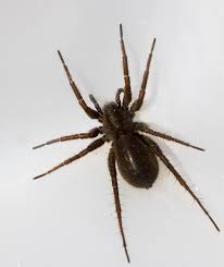 Attēlu rezultāti vaicājumam “Gnaphosidae”