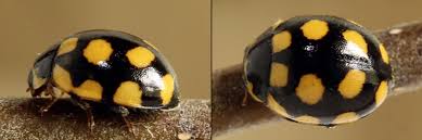 Attēlu rezultāti vaicājumam “Coccinula quatuordecimpustulata”