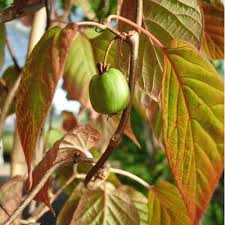 Attēlu rezultāti vaicājumam “Actinidia kolomikta fruit”
