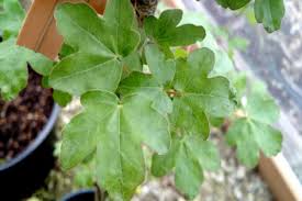 Attēlu rezultāti vaicājumam “Acer campestre leaf”