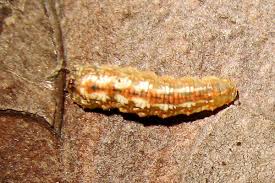 Attēlu rezultāti vaicājumam “Cystiphora sanguinea larva”