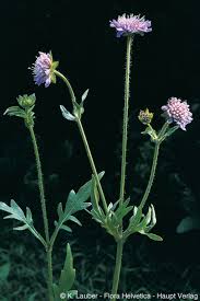 Image result for Knautia arvensis