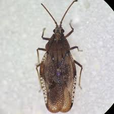 Attēlu rezultāti vaicājumam “Physatocheila smreczynskii”