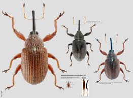 Attēlu rezultāti vaicājumam “Anthonomus phyllocola”