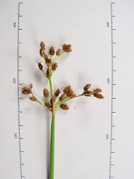 Attēlu rezultāti vaicājumam “Schoenoplectus lacustris subsp. glaucus bud”