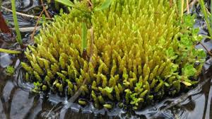 Attēlu rezultāti vaicājumam “Bryum schleicheri”