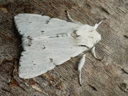 Attēlu rezultāti vaicājumam “Acronicta leporina”