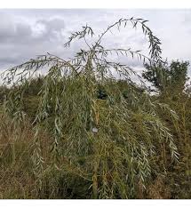 Attēlu rezultāti vaicājumam “Salix x sepulcralis”