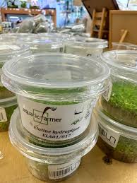 Attēlu rezultāti vaicājumam “Elatine hydropiper leaf”