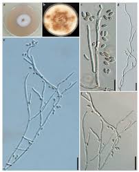 Attēlu rezultāti vaicājumam “Hypoxylon fuscum”