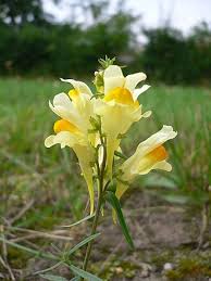 Image result for Linaria vulgaris