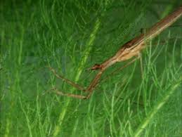 Attēlu rezultāti vaicājumam “Ranatra linearis”