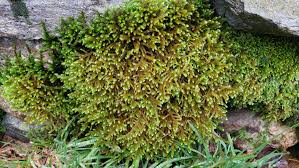 Attēlu rezultāti vaicājumam “Thuidium assimile”