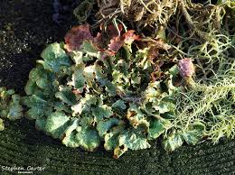 Attēlu rezultāti vaicājumam “Caloplaca scopularis”