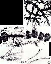 Attēlu rezultāti vaicājumam “Batrachospermum moniliforme”