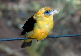 Image result for Piranga olivacea