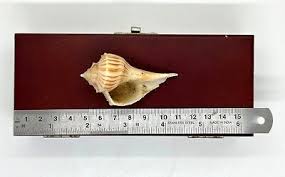 Image result for Sinistrofulgur perversum