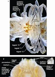 Attēlu rezultāti vaicājumam “Craspedosoma rawlinsi”