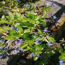 Attēlu rezultāti vaicājumam “Veronica beccabunga leaf”