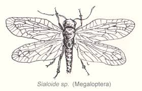 Attēlu rezultāti vaicājumam “Megaloptera”