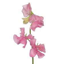 Attēlu rezultāti vaicājumam “Lathyrus”