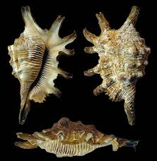 Attēlu rezultāti vaicājumam “Schistidium robustum”