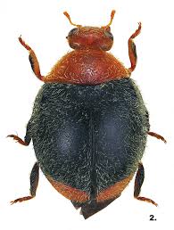 Image result for Cryptolaemus