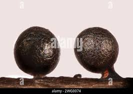 Attēlu rezultāti vaicājumam “Lamproderma echinosporum”