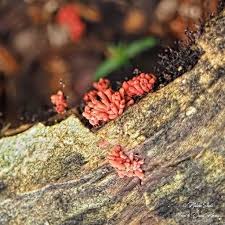 Attēlu rezultāti vaicājumam “Arcyria denudata spores”