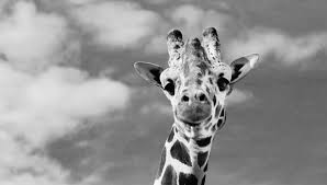 Image result for Tobogo