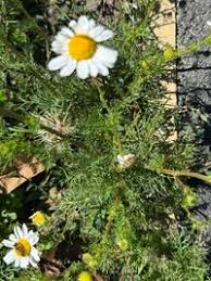 Attēlu rezultāti vaicājumam “Tripleurospermum inodorum”