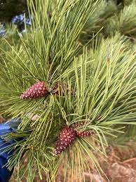 Attēlu rezultāti vaicājumam “Pinus ponderosa fruit”