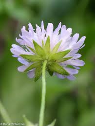 Attēlu rezultāti vaicājumam “Knautia arvensis leaf”